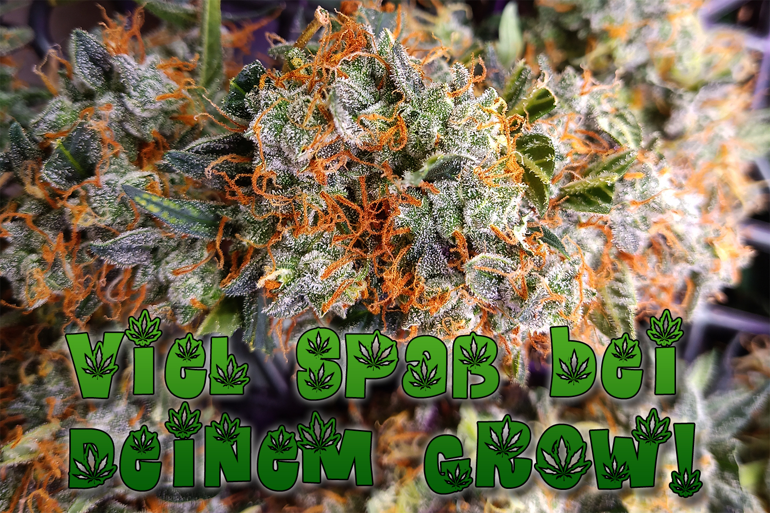 Grow your own shit