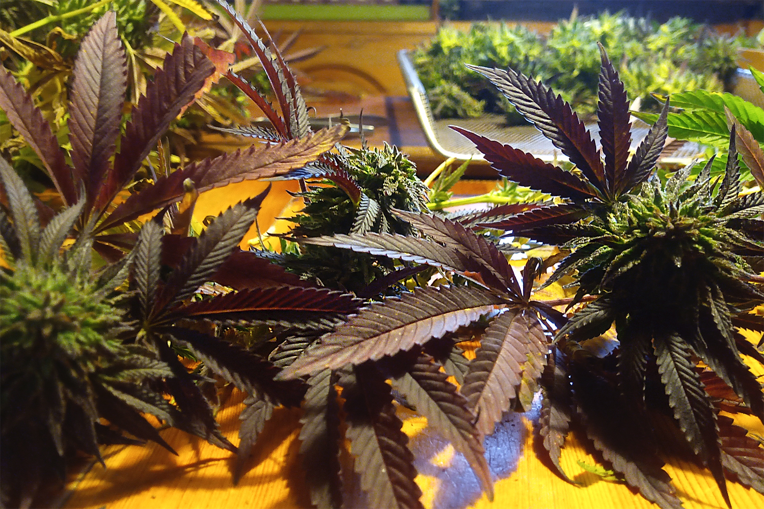 Cannabisernte