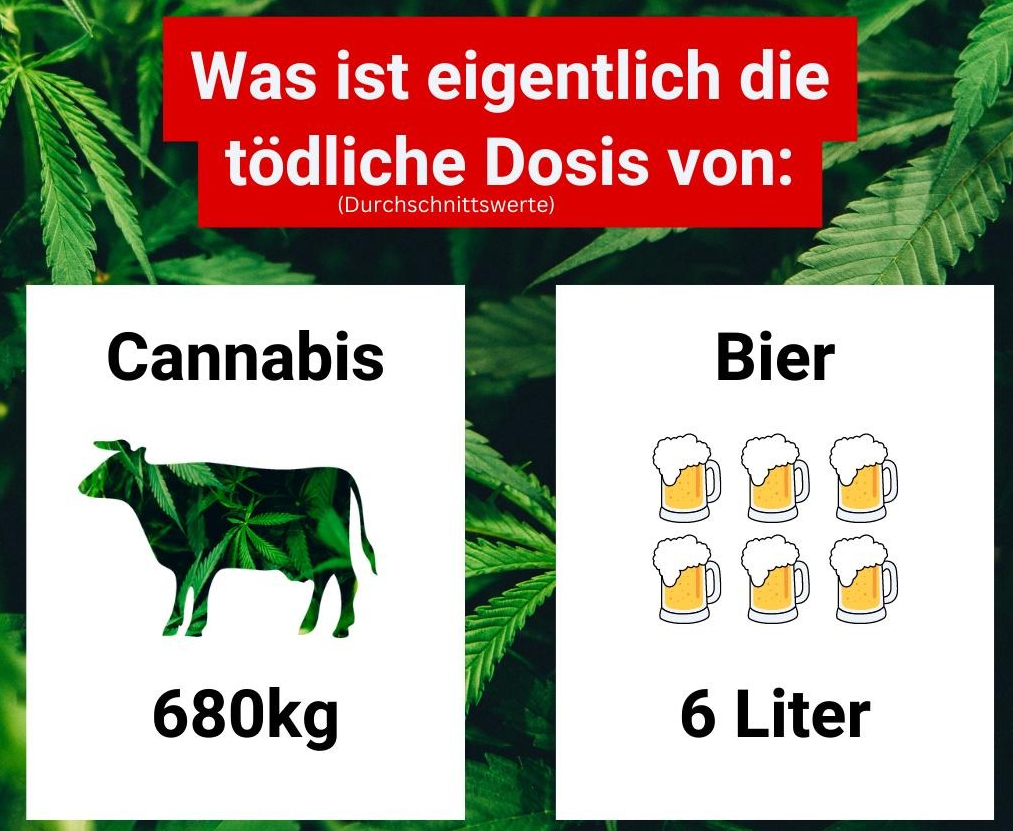Lethale Dosis Cannabis