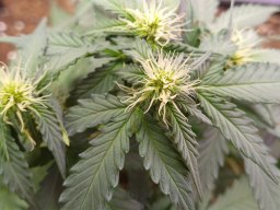 2024_05_28_gorilla_glue_02