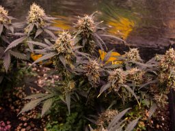 2024_06_19_gorilla_glue_02