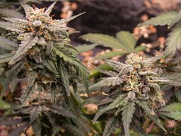 2024_06_19_gorilla_glue_03