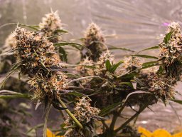 2024_06_19_gorilla_glue_04