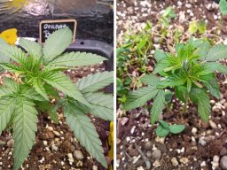 2024_06_30_orangebud_pre_ml_01