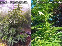 2024_07_15_01_indoor_outdoor