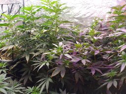 2024_08_22_gg_ob_pp_9wochen