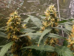 ak47_flowering_03