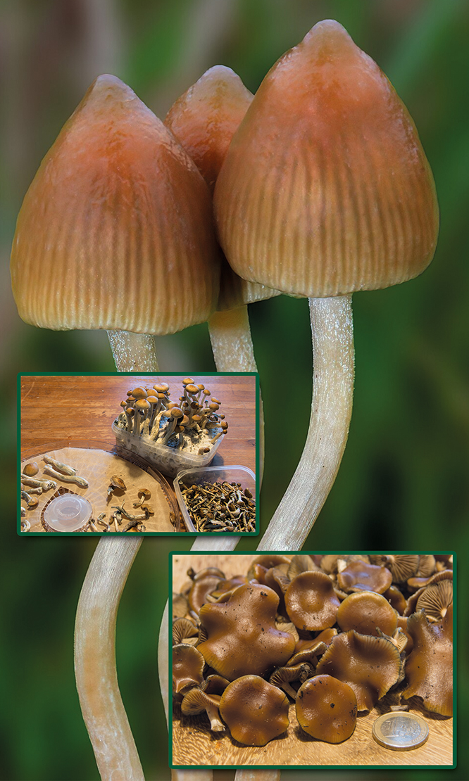 Psilocybe