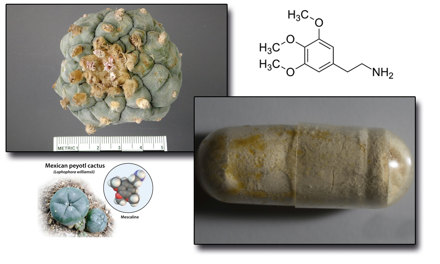 Meskalin