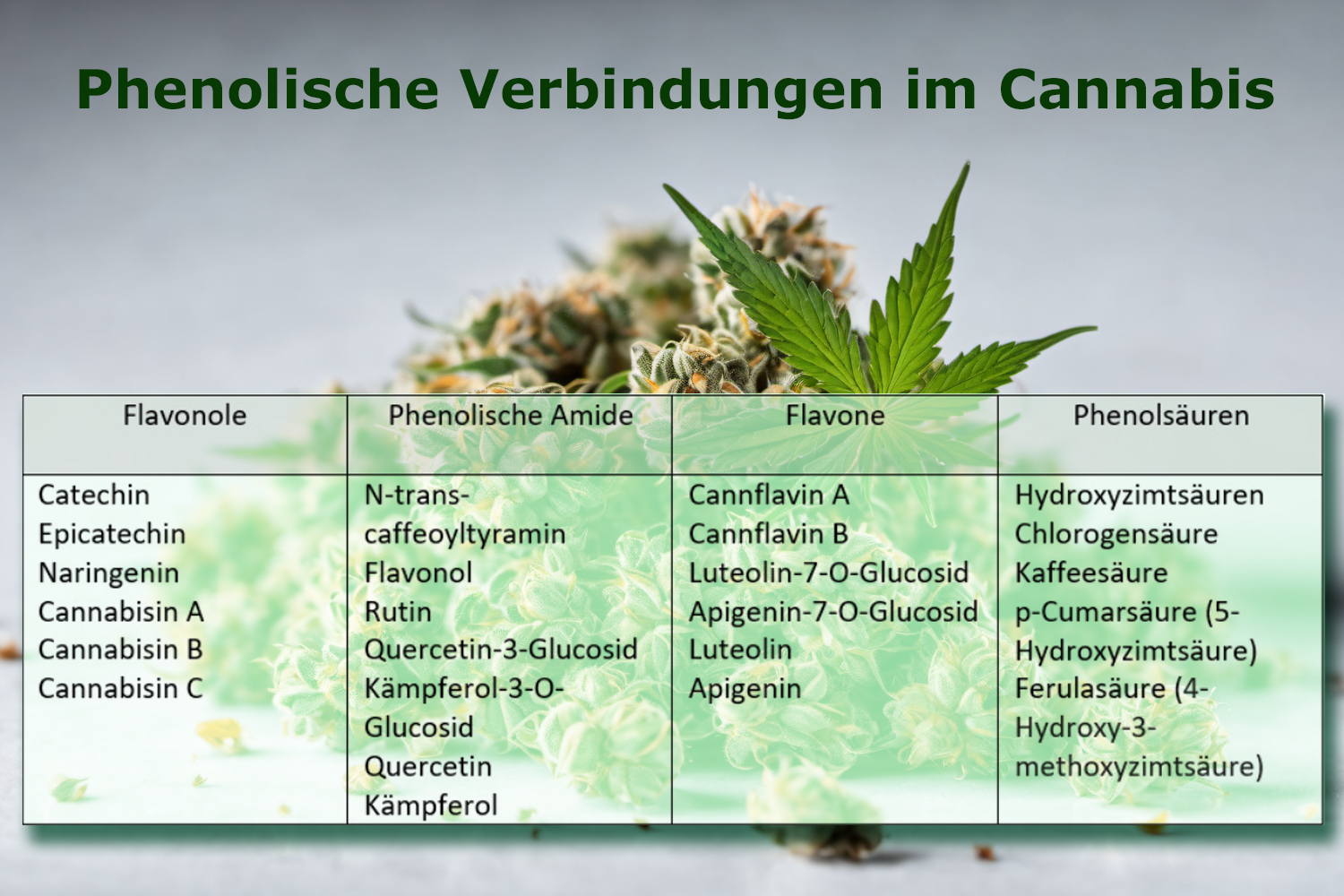 Flavonoide im Cannabis
