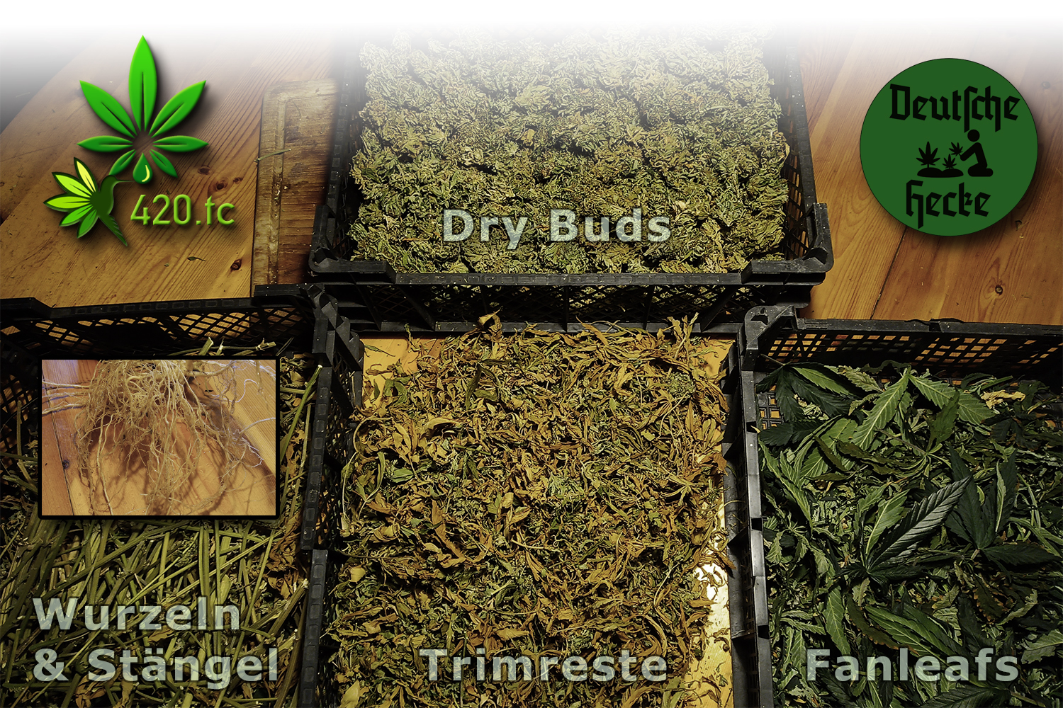 Verwendungsbeispiele für Cannabis
